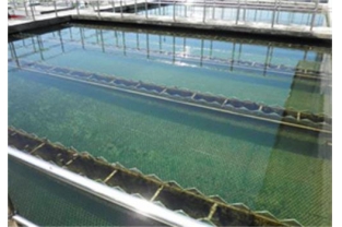 水樣檢測時，氨氮為什么常常大于總氮？